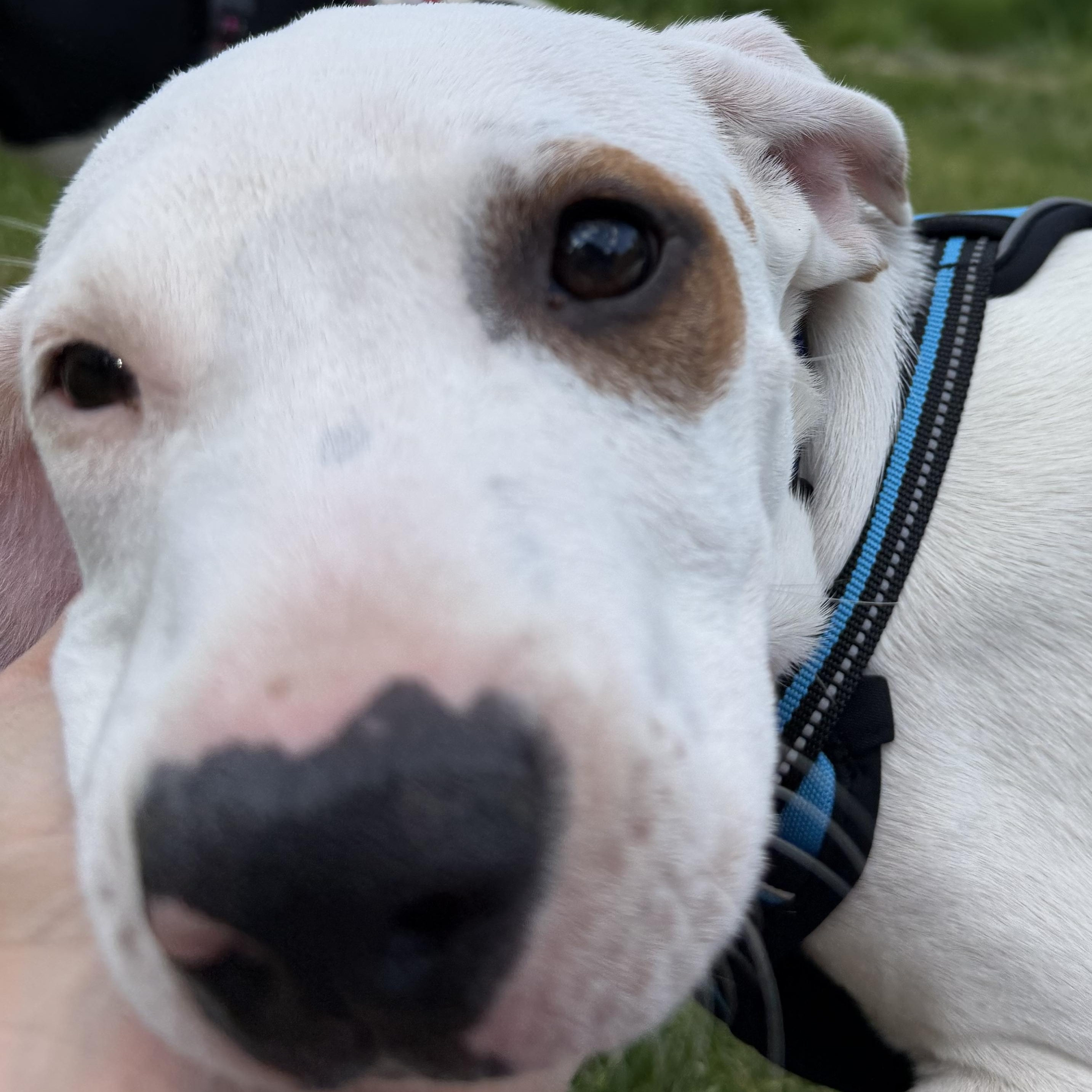 Dopey, a Adoptable Mixed Breed in New Boston, NH image 5/6