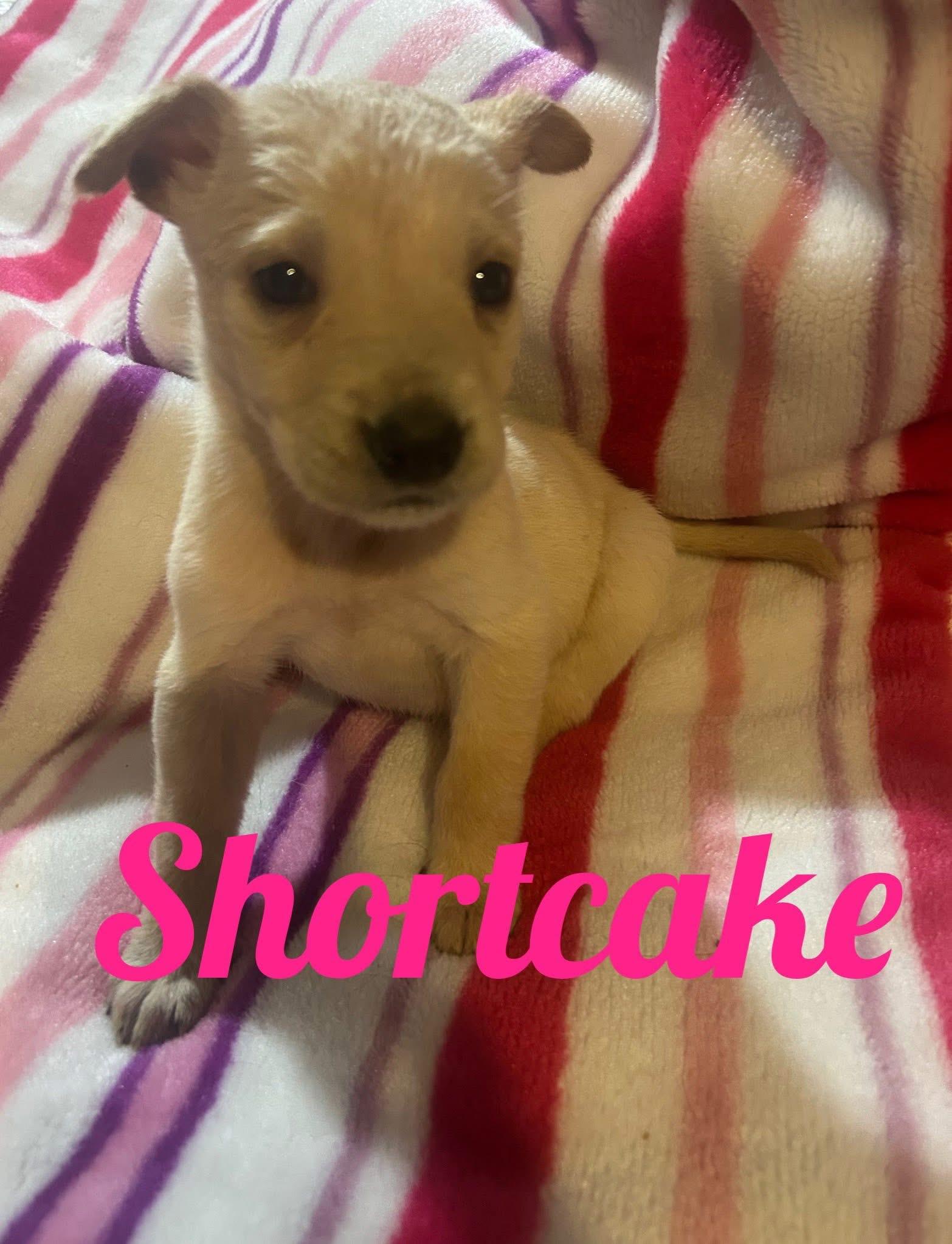 Enlarge SweetTreats-Shortcake, a Adopted mixed breed in Hardin, MT image 1/1