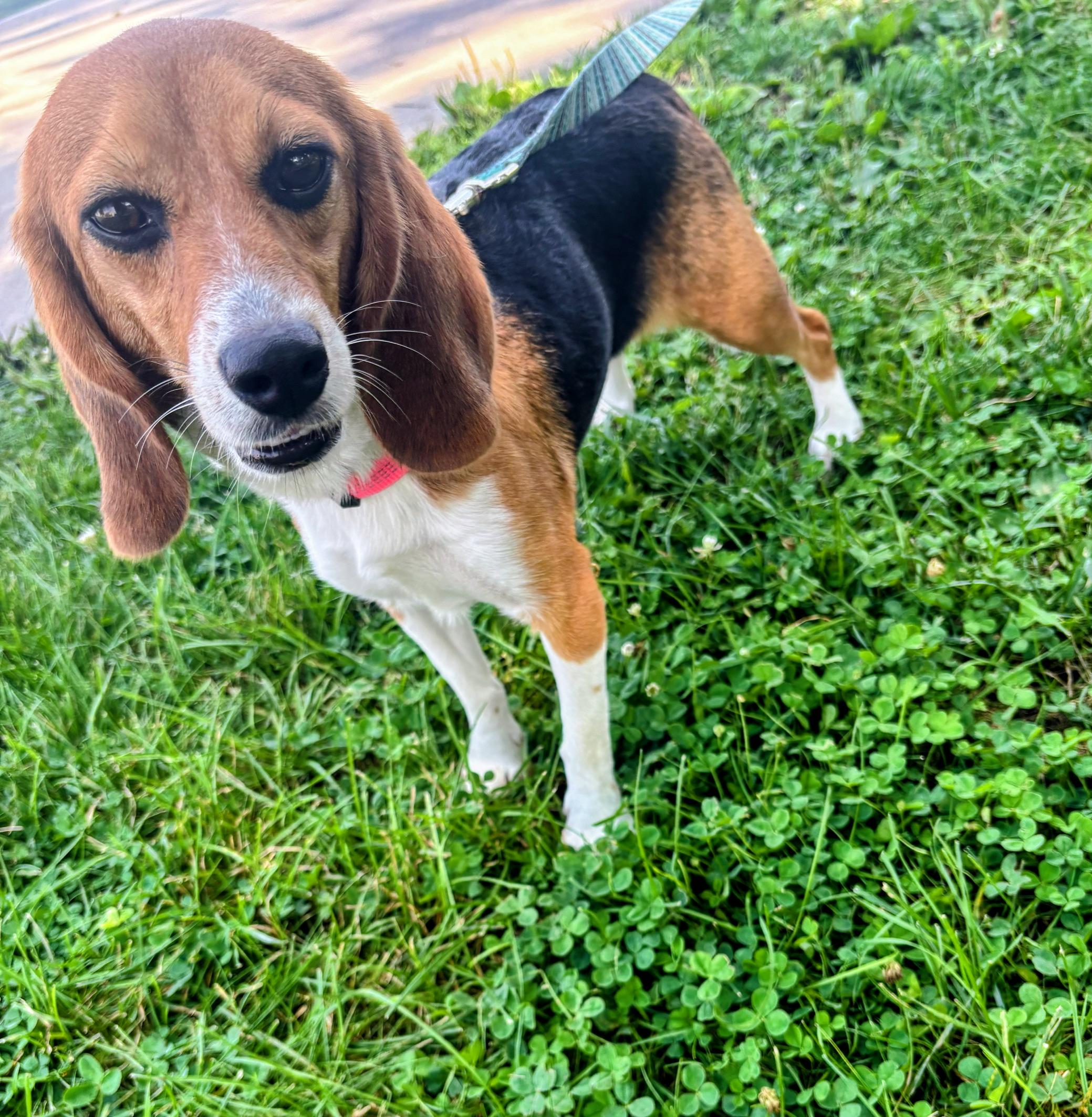 Enlarge Ella, a Adopted Beagle in Rockwell City, IA image 2/2