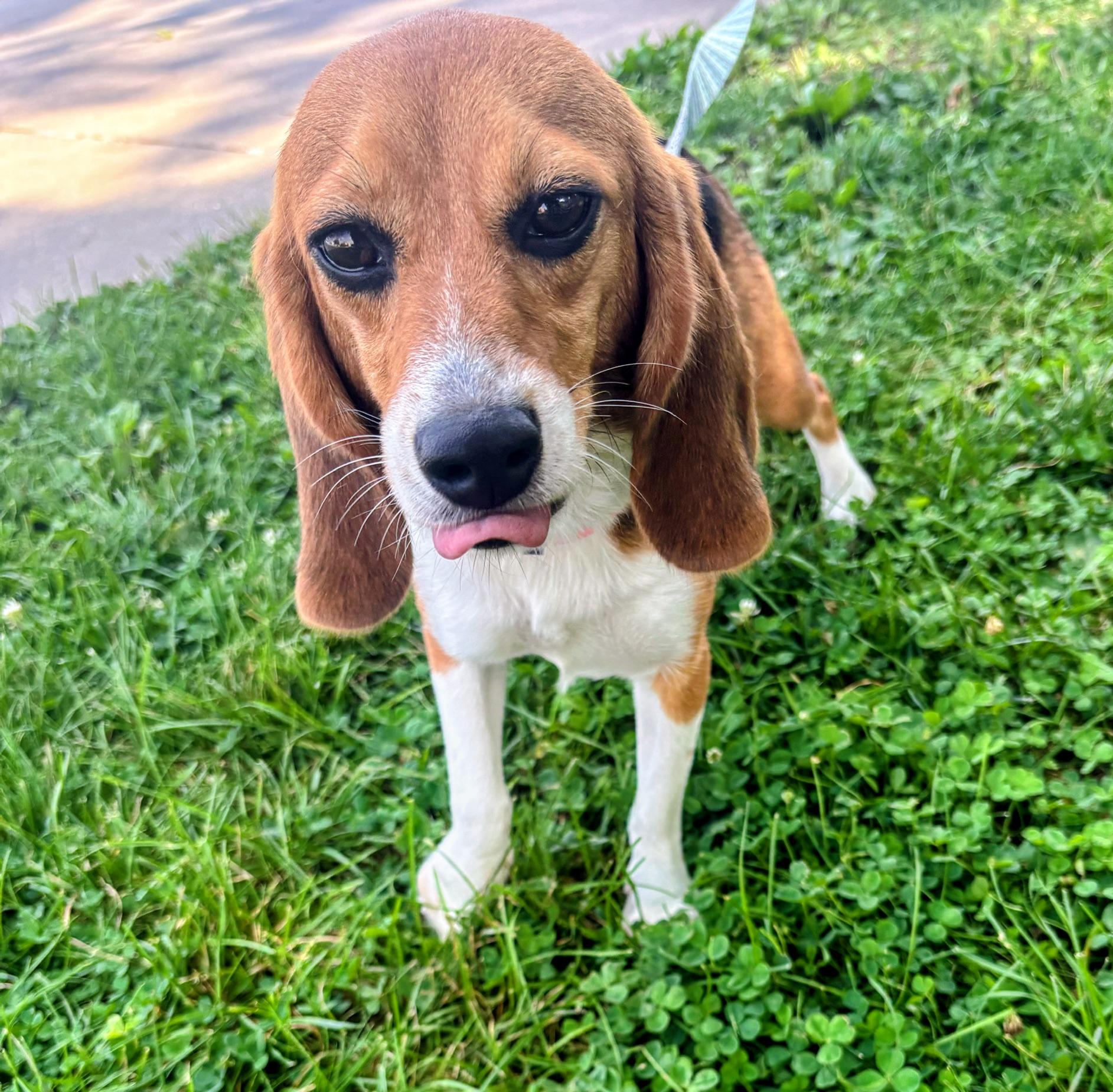Ella, Adopted, Adult Female Beagle.