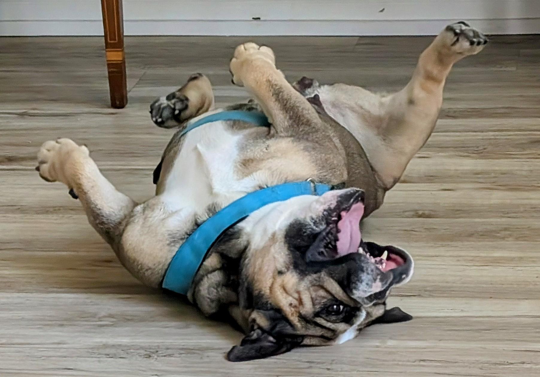 Enlarge Rosie, a other English Bulldog in Chula Vista, CA image 3/3