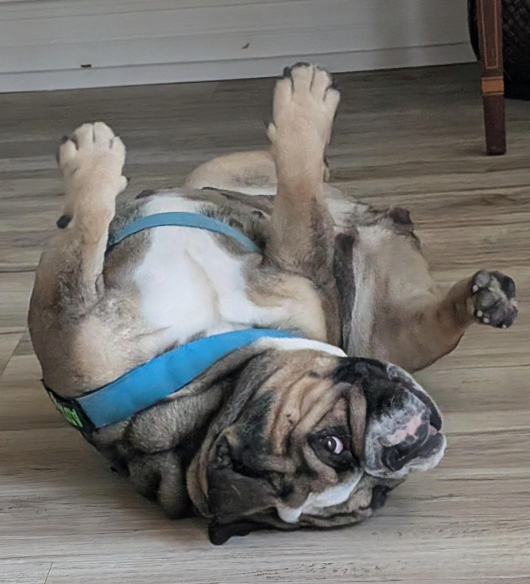 Enlarge Rosie, a other English Bulldog in Chula Vista, CA image 2/3