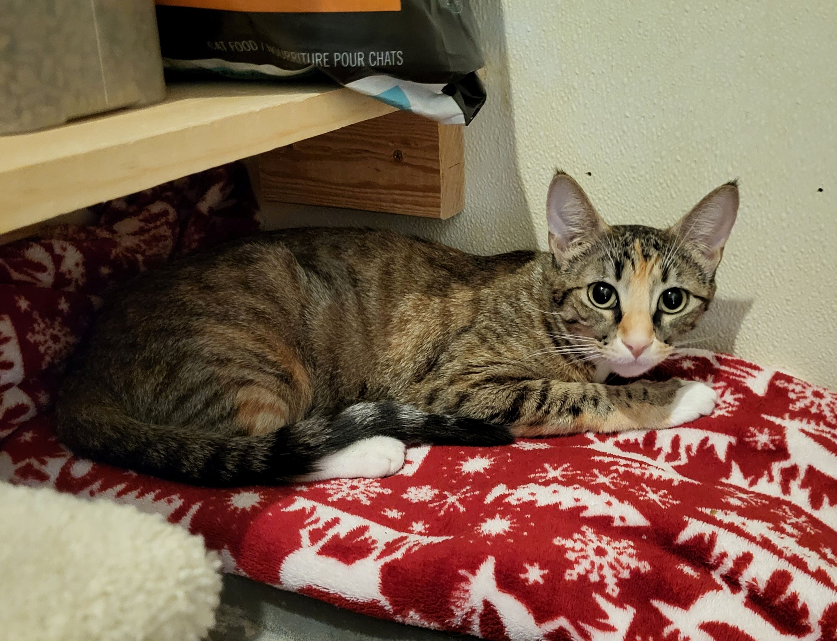 Nala, Adult Female Domestic Short Hair