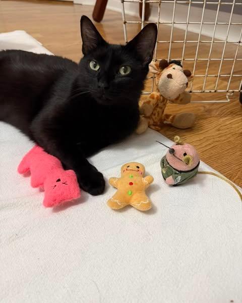 Betty, Adoptable, Young Female Domestic Short Hair.