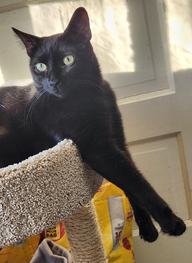 Enlarge Betty, a Adoptable mixed breed in Libertyville, IL image 2/6