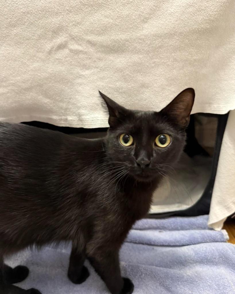 Enlarge Betty, a Adoptable mixed breed in Libertyville, IL image 2/5