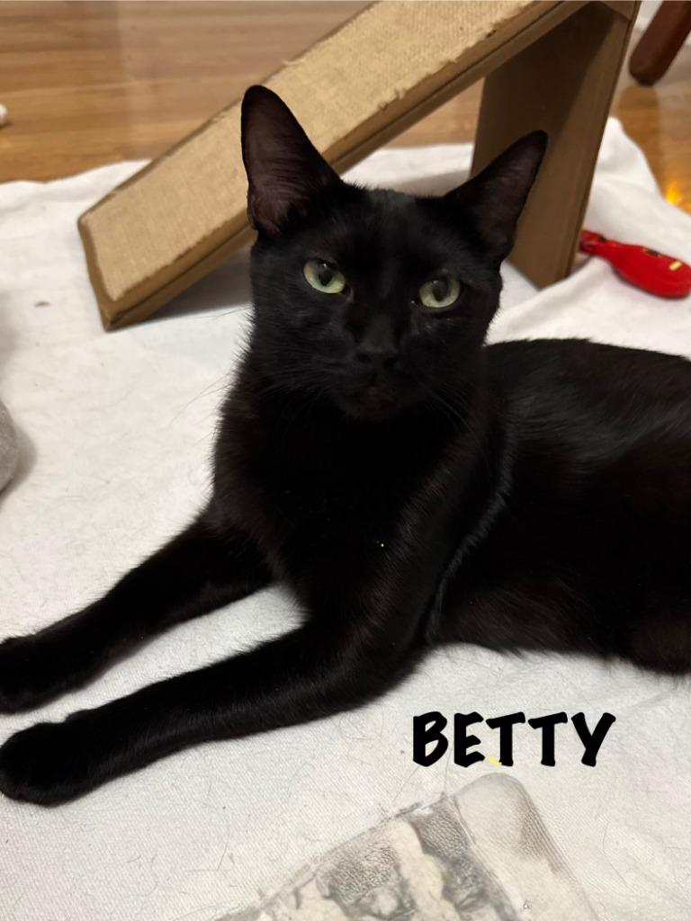 Enlarge Betty, a Adoptable mixed breed in Libertyville, IL image 4/6