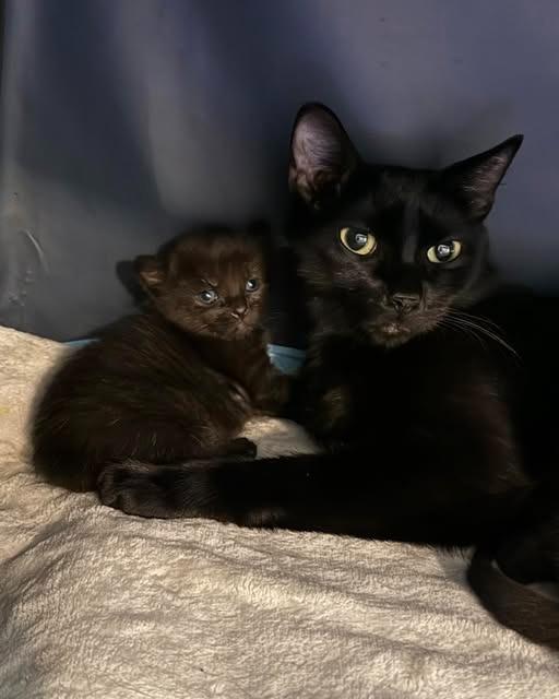 Enlarge Betty, a Adoptable mixed breed in Libertyville, IL image 4/5