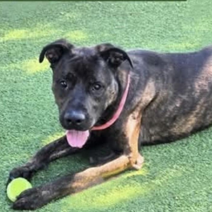 RAMBO , a ADOPTABLE mixed breed in Lebec, CA image 2/4