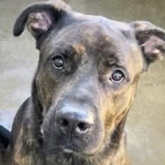 RAMBO , a ADOPTABLE mixed breed in Lebec, CA image 3/4