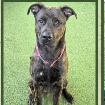 RAMBO , a ADOPTABLE mixed breed in Lebec, CA image 4/4