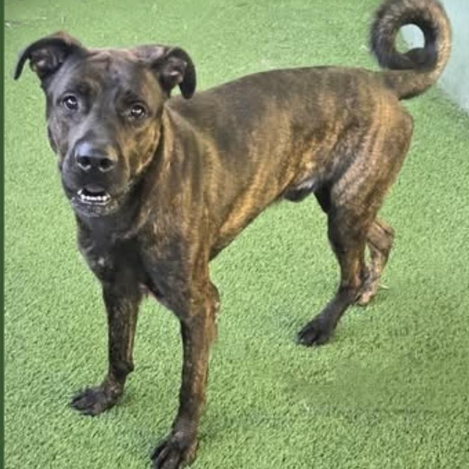 RAMBO , a ADOPTABLE mixed breed in Lebec, CA image 1/4