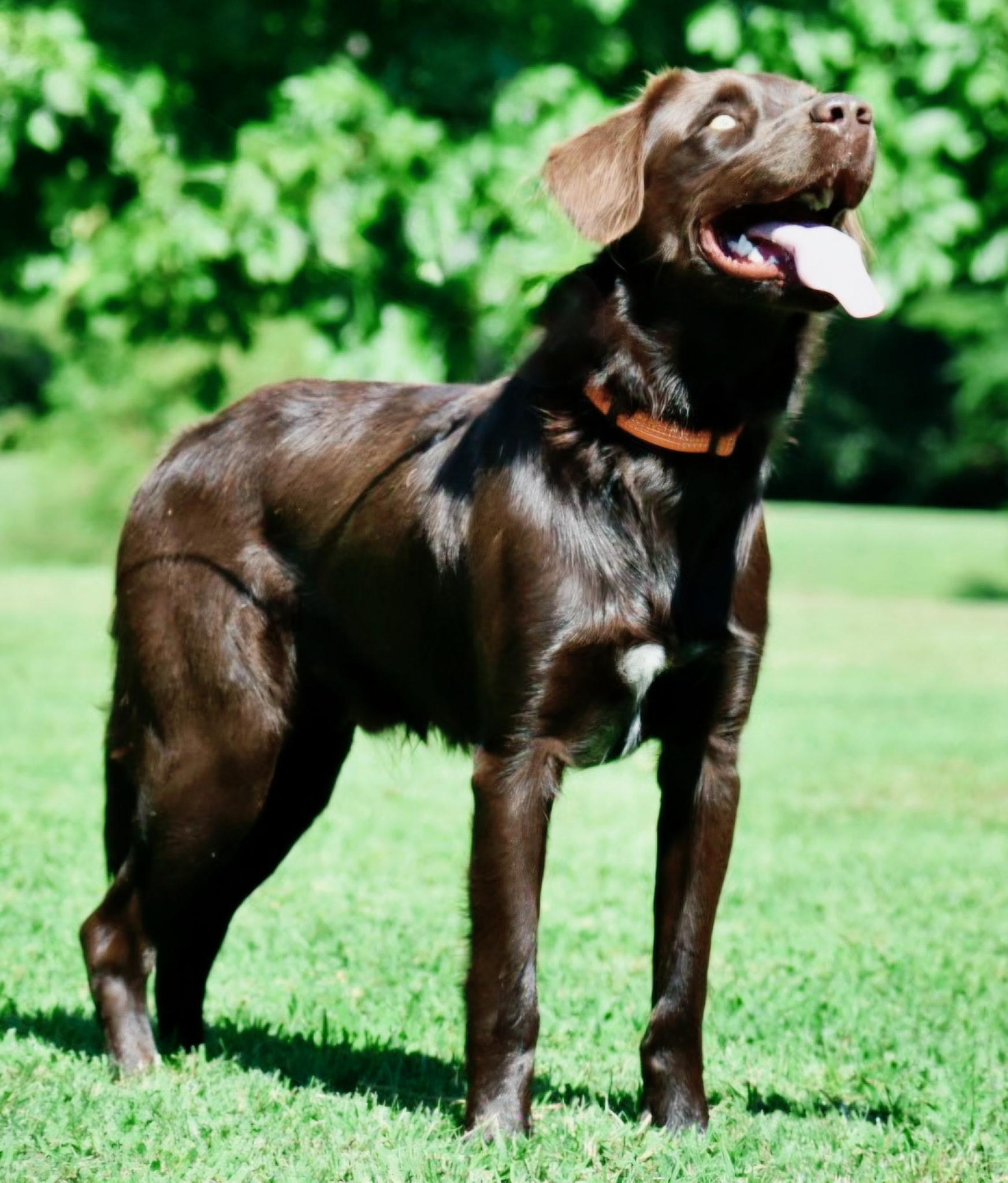Enlarge Winchester, a Adoptable mixed breed in Windsor, CT image 2/4