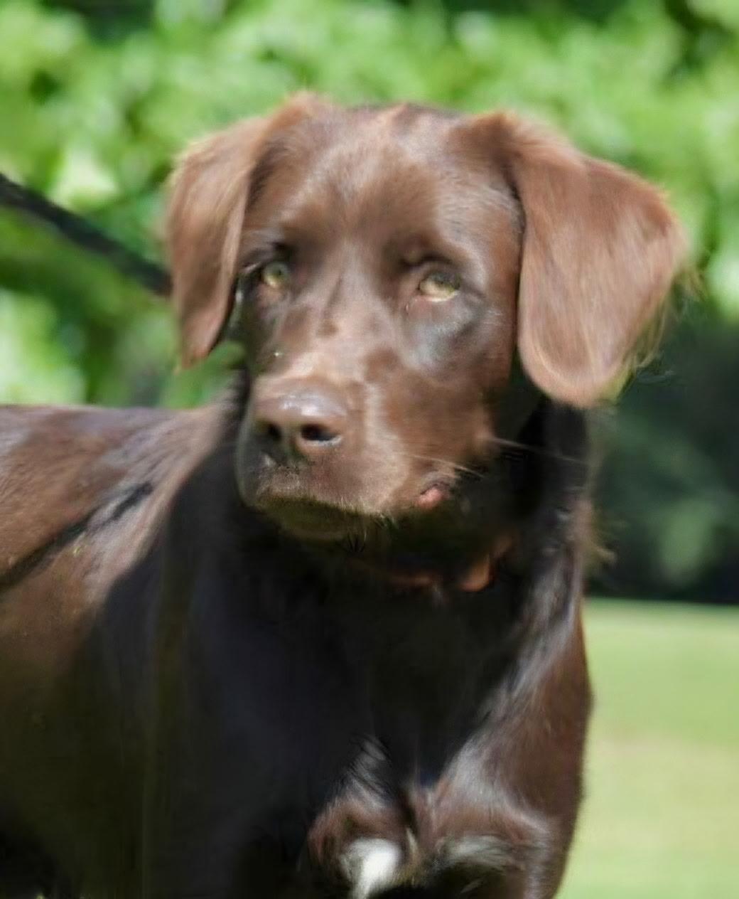 Enlarge Winchester, a Adoptable mixed breed in Windsor, CT image 3/4