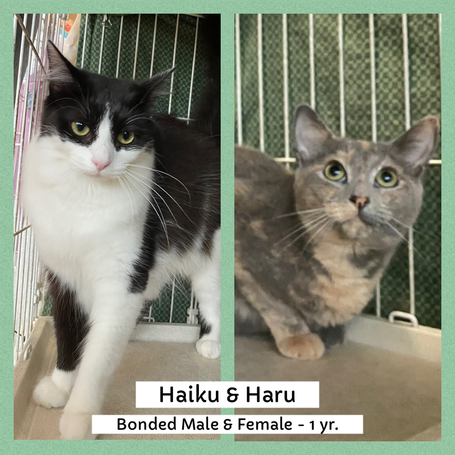 Haiku & Haru