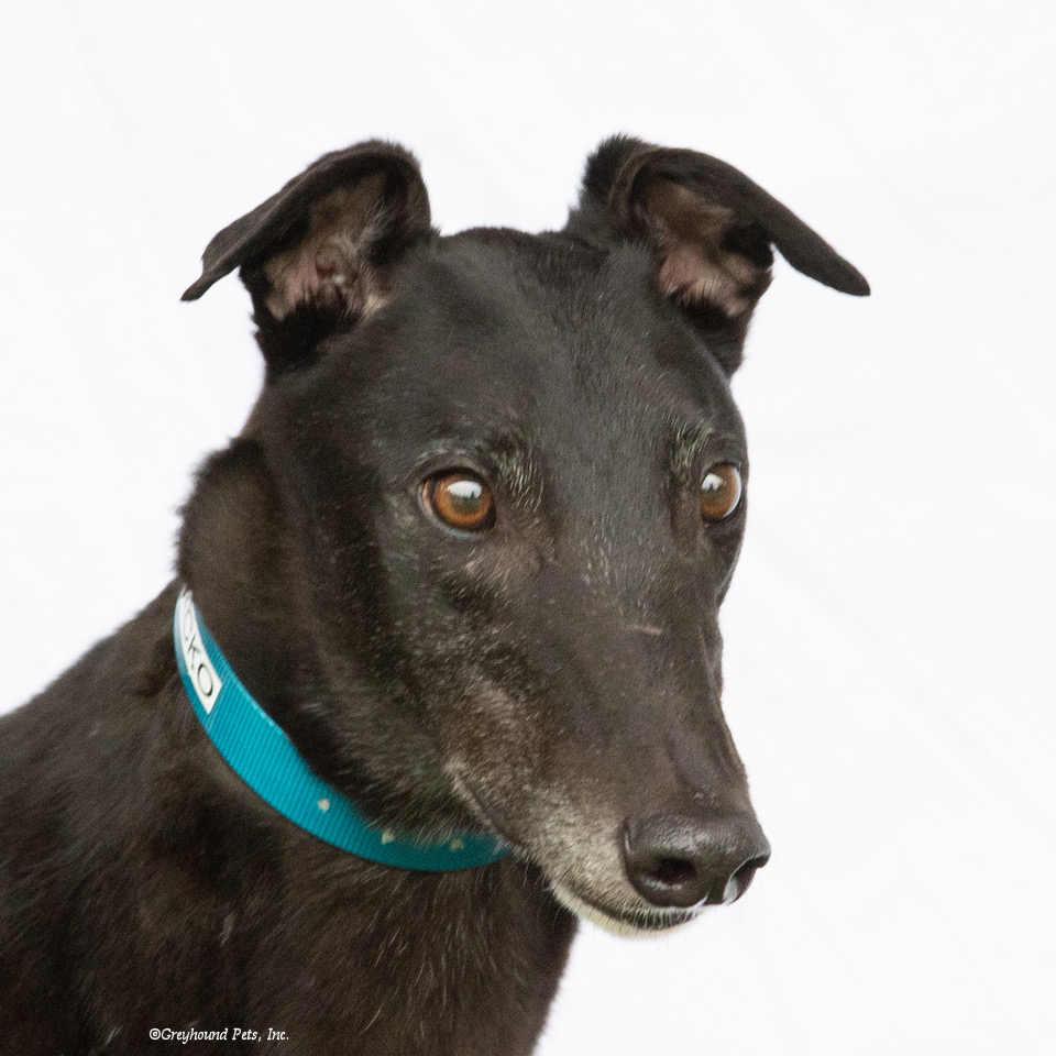 Enlarge Jacko, a Adoptable Greyhound in Woodinville, WA image 1/3