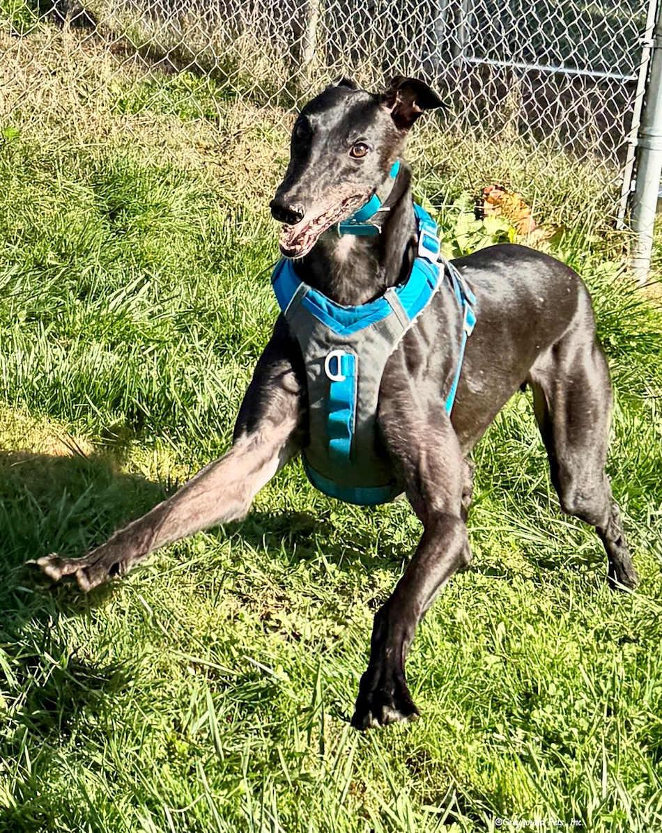 Enlarge Jacko, a Adoptable Greyhound in Woodinville, WA image 2/3