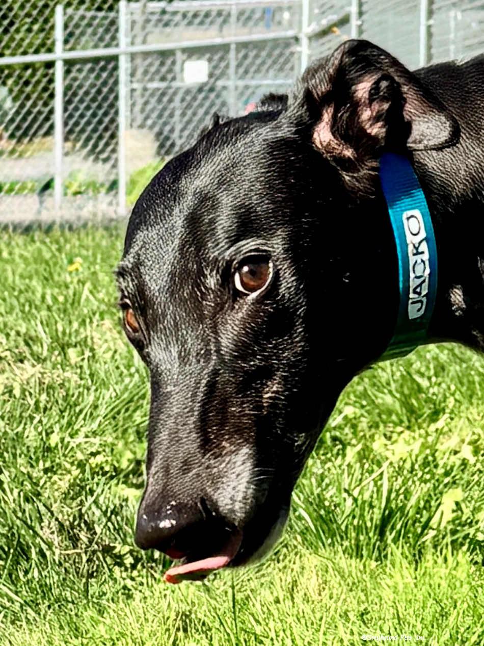 Enlarge Jacko, a Adoptable Greyhound in Woodinville, WA image 3/3