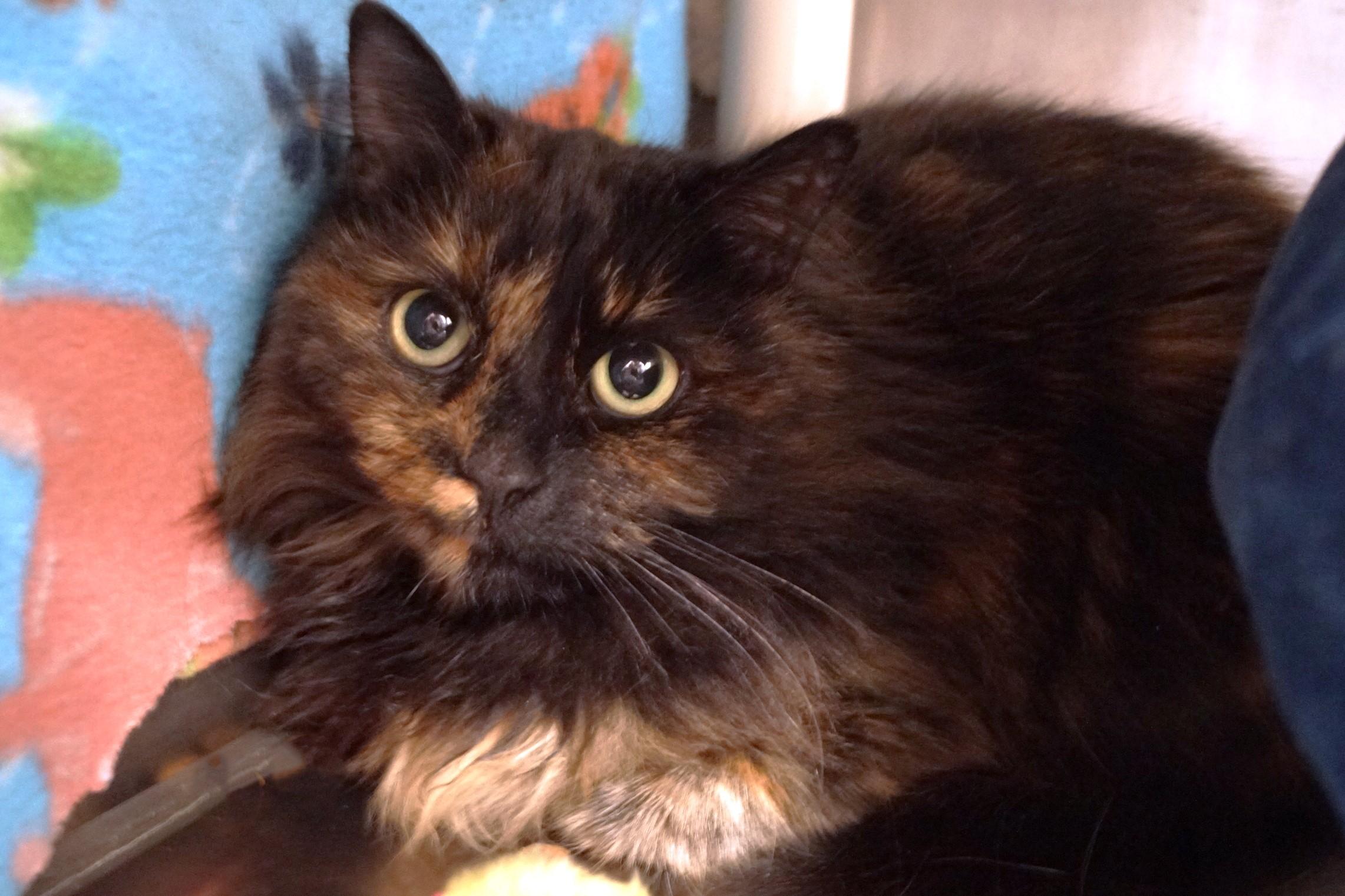 Sugar Plum thumbnail 3