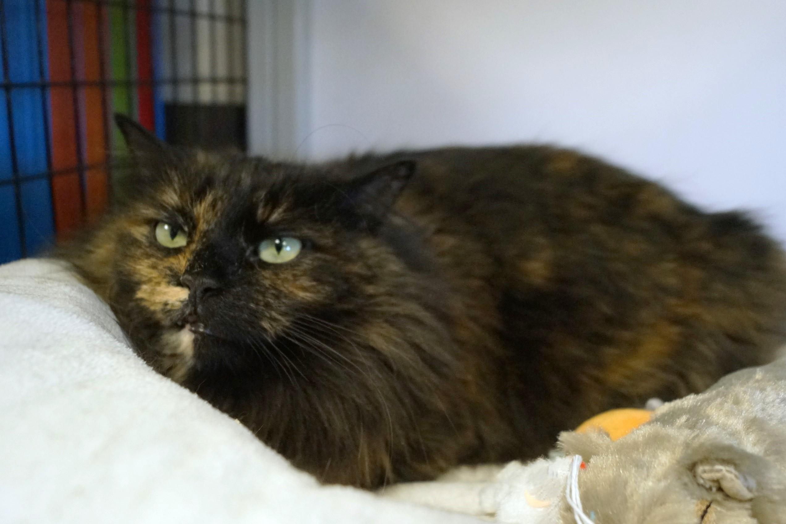 Sugar Plum thumbnail 4