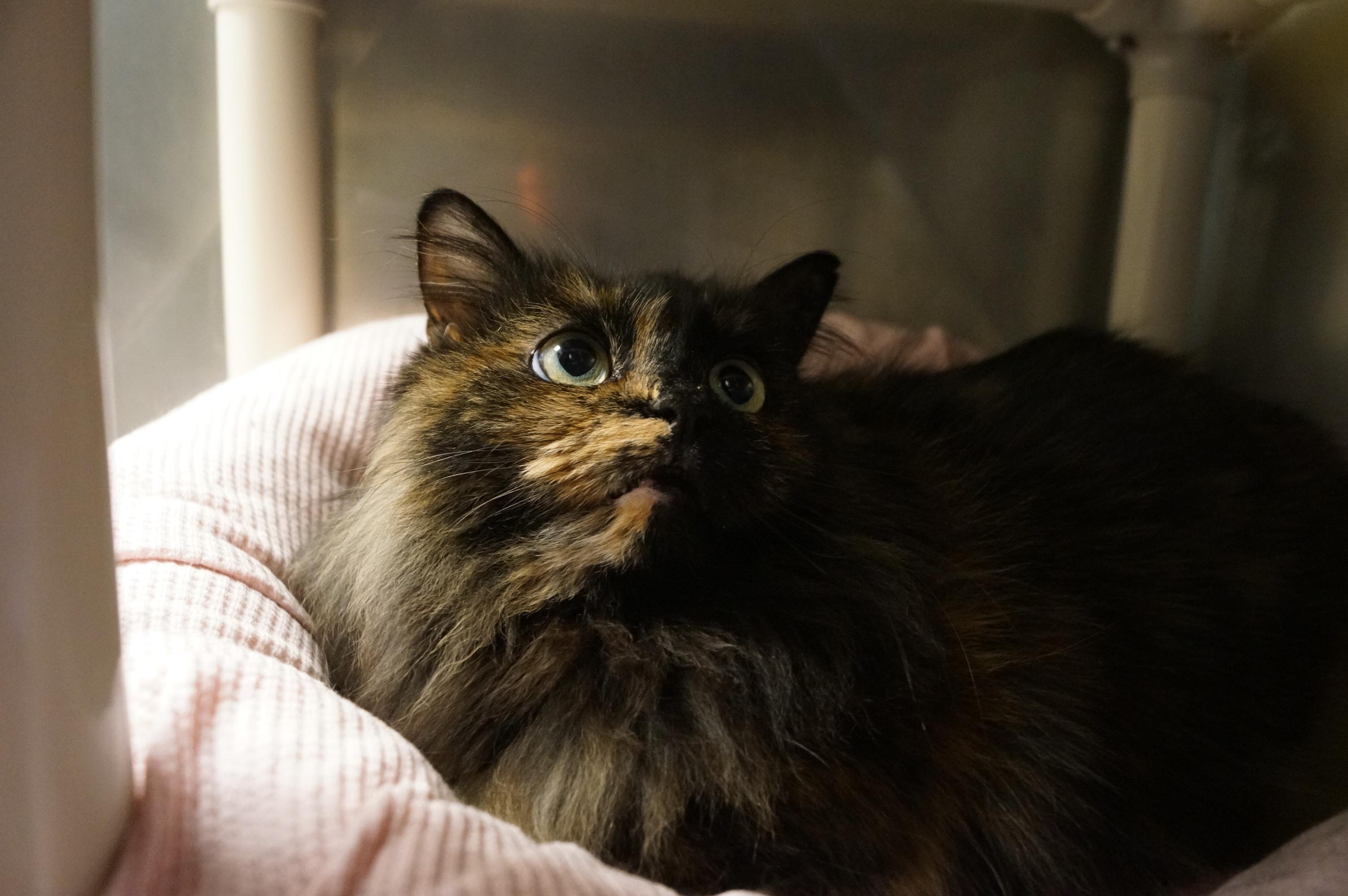 Sugar Plum thumbnail 6