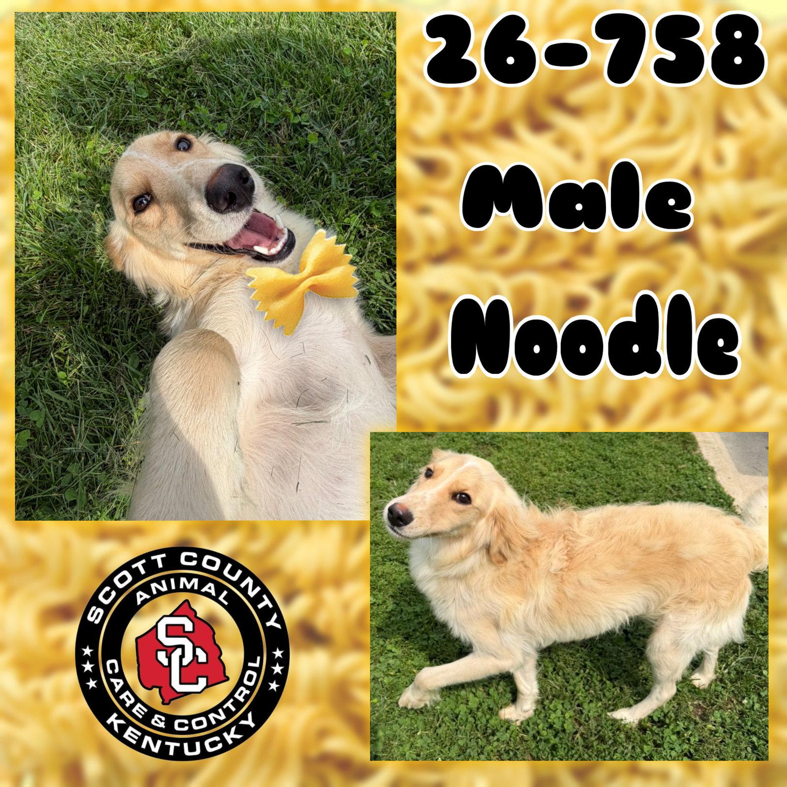 Enlarge Noodle, a Adopted mixed breed in Georgetown, KY image 1/1