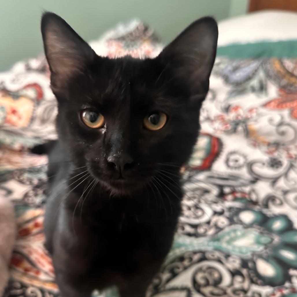 Rexx, Adoptable, Kitten Male Domestic Short Hair.