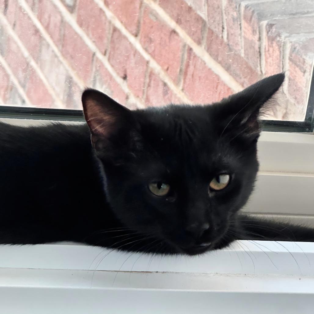 Rexx, a Adoptable Domestic Short Hair in Layton, UT image 2/4