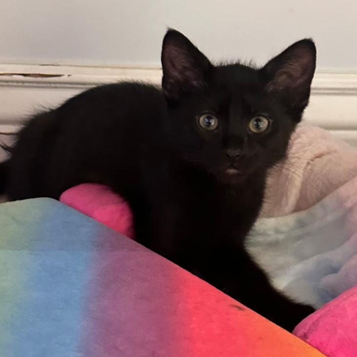 Rexx, a Adoptable Domestic Short Hair in Layton, UT image 2/2