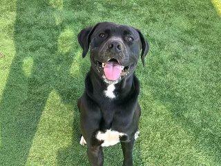 Parker, Adoptable, Adult Male Great Dane.