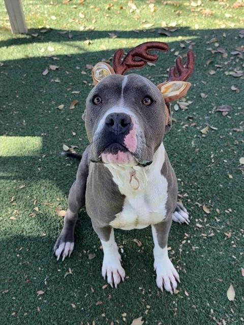 GEORGIE, Adoptable, Adult Male Pit Bull Terrier.