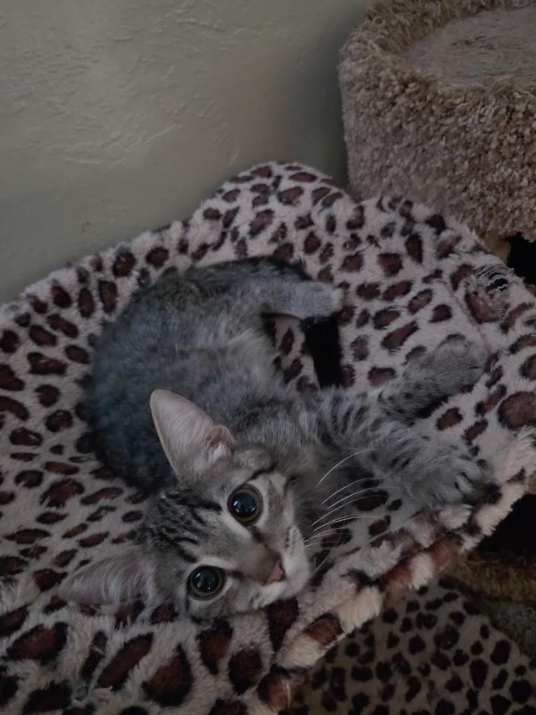 Enlarge Jetter, a Adopted Domestic Short Hair in Pocatello, ID image 2/3