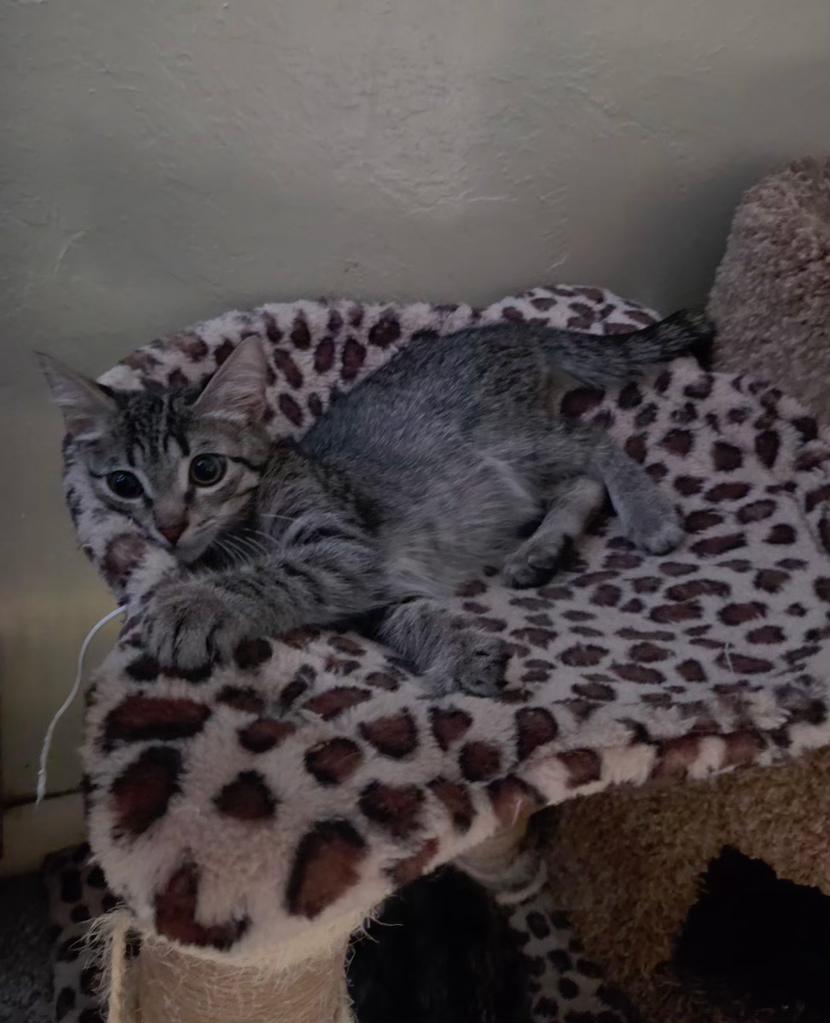 Enlarge Jetter, a Adopted Domestic Short Hair in Pocatello, ID image 3/3
