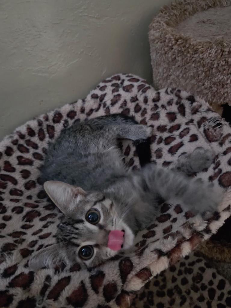Jetter, Adopted, Kitten Male Domestic Short Hair.