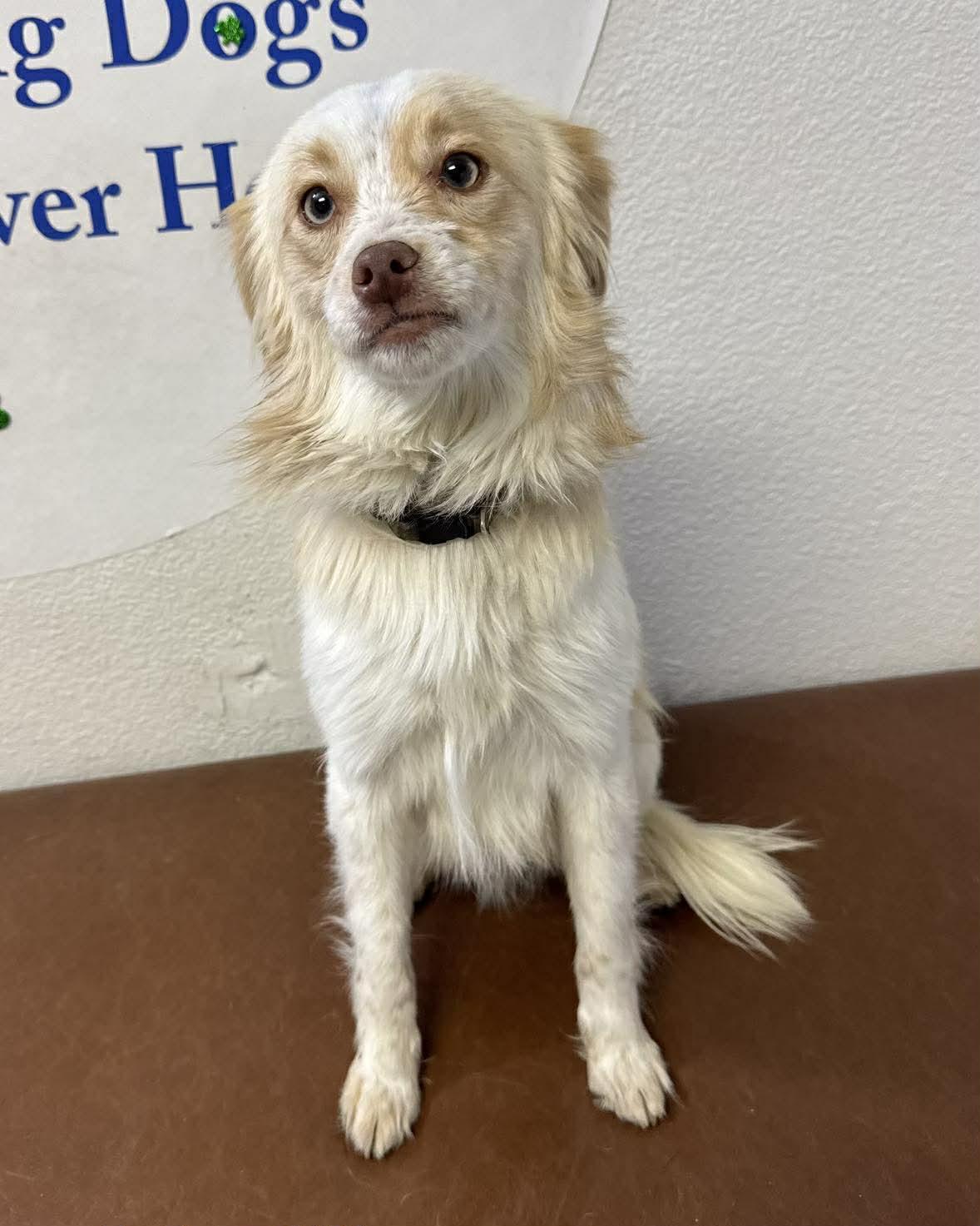 Chorizo, an adopted mixed breed in Las Vegas, NV image 2/2