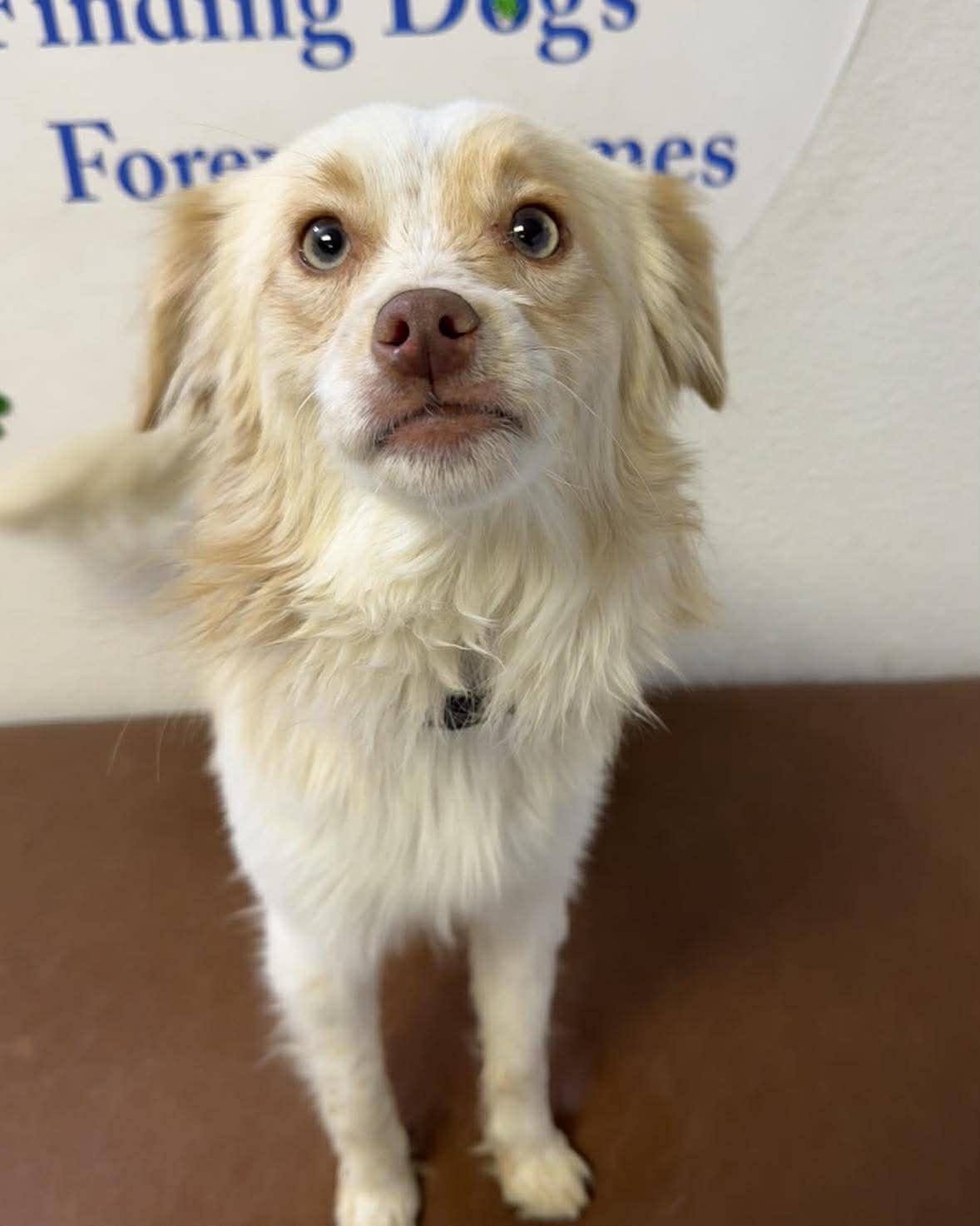Chorizo, adopted, Young Male Pomeranian & Terrier.