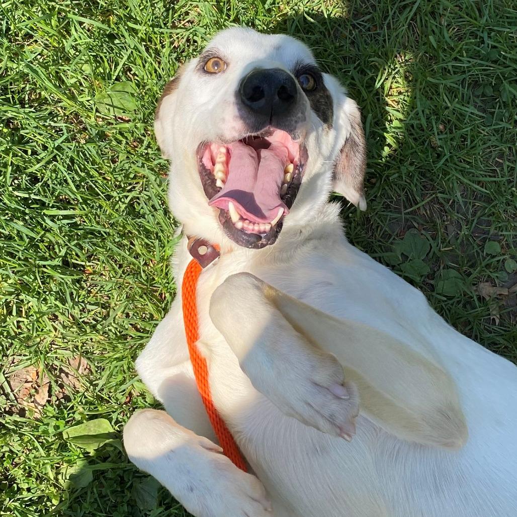Huxley, Adoptable, Adult Male Mixed Breed.