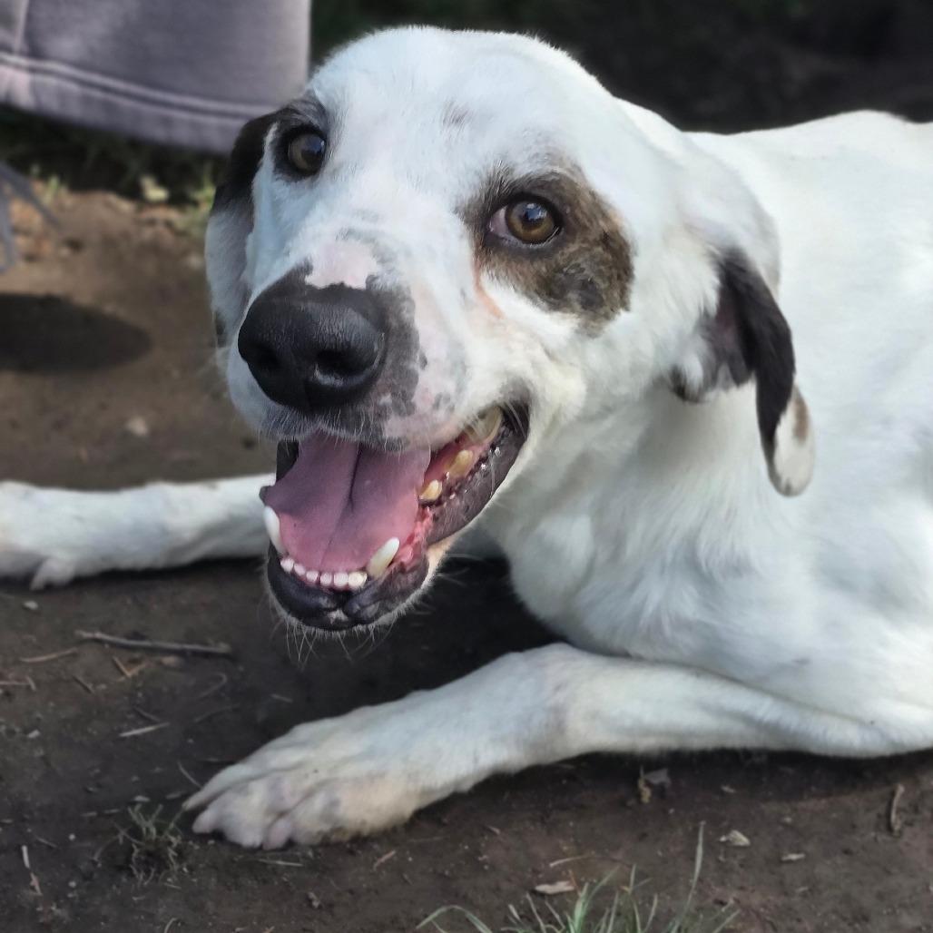 Enlarge Huxley, a Adoptable Mixed Breed in East Hanover, NJ image 2/6