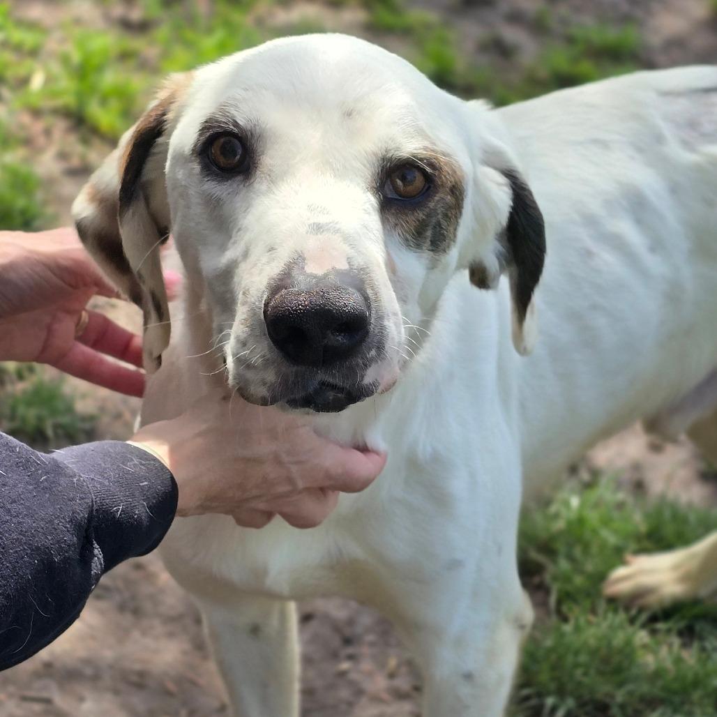 Enlarge Huxley, a Adoptable Mixed Breed in East Hanover, NJ image 3/6