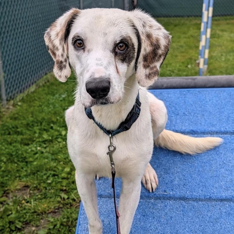 Enlarge Huxley, a Adoptable Mixed Breed in East Hanover, NJ image 4/6