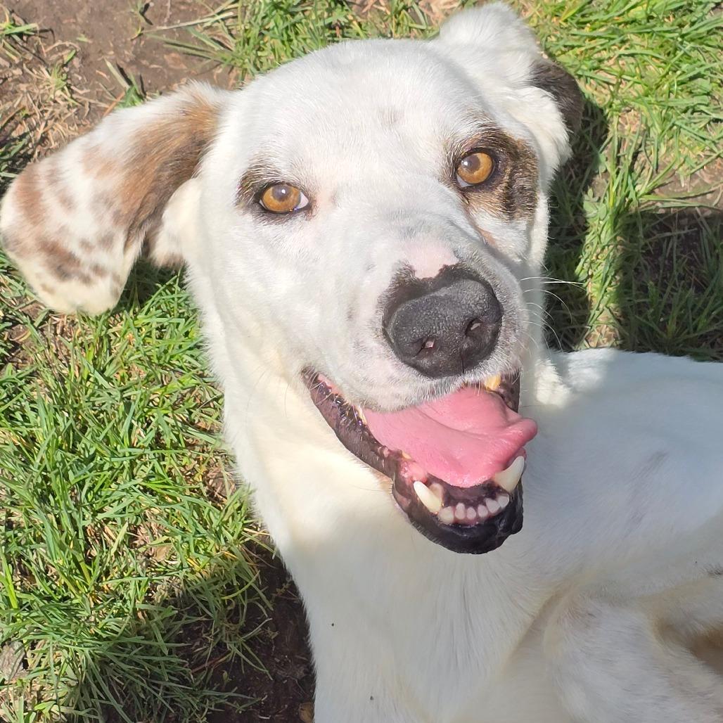 Enlarge Huxley, a Adoptable Mixed Breed in East Hanover, NJ image 5/6