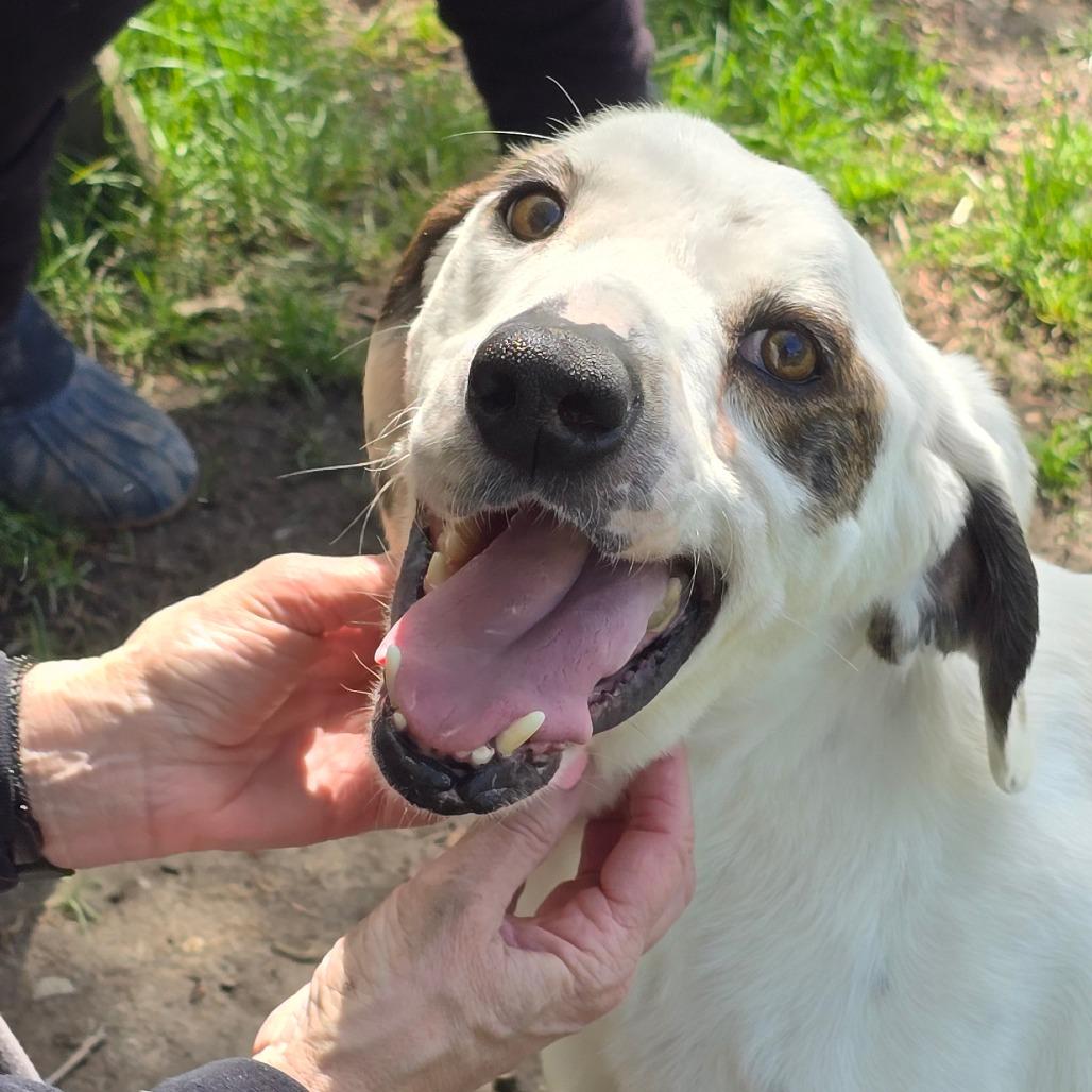 Enlarge Huxley, a Adoptable Mixed Breed in East Hanover, NJ image 6/6