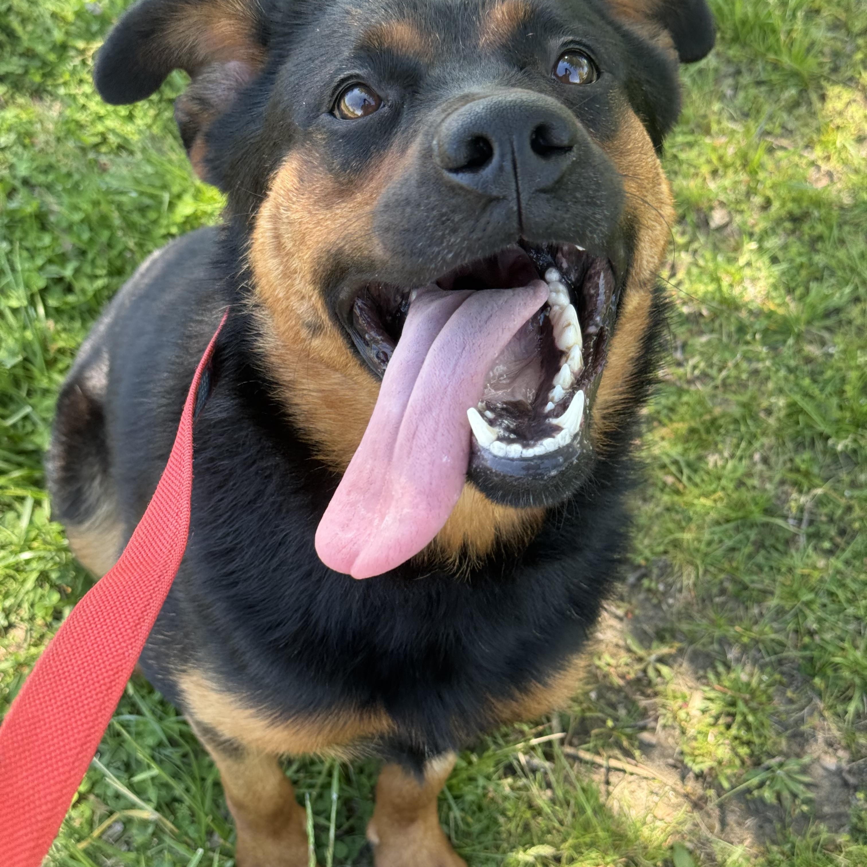 Missy, ADOPTABLE, Adult Female Rottweiler.