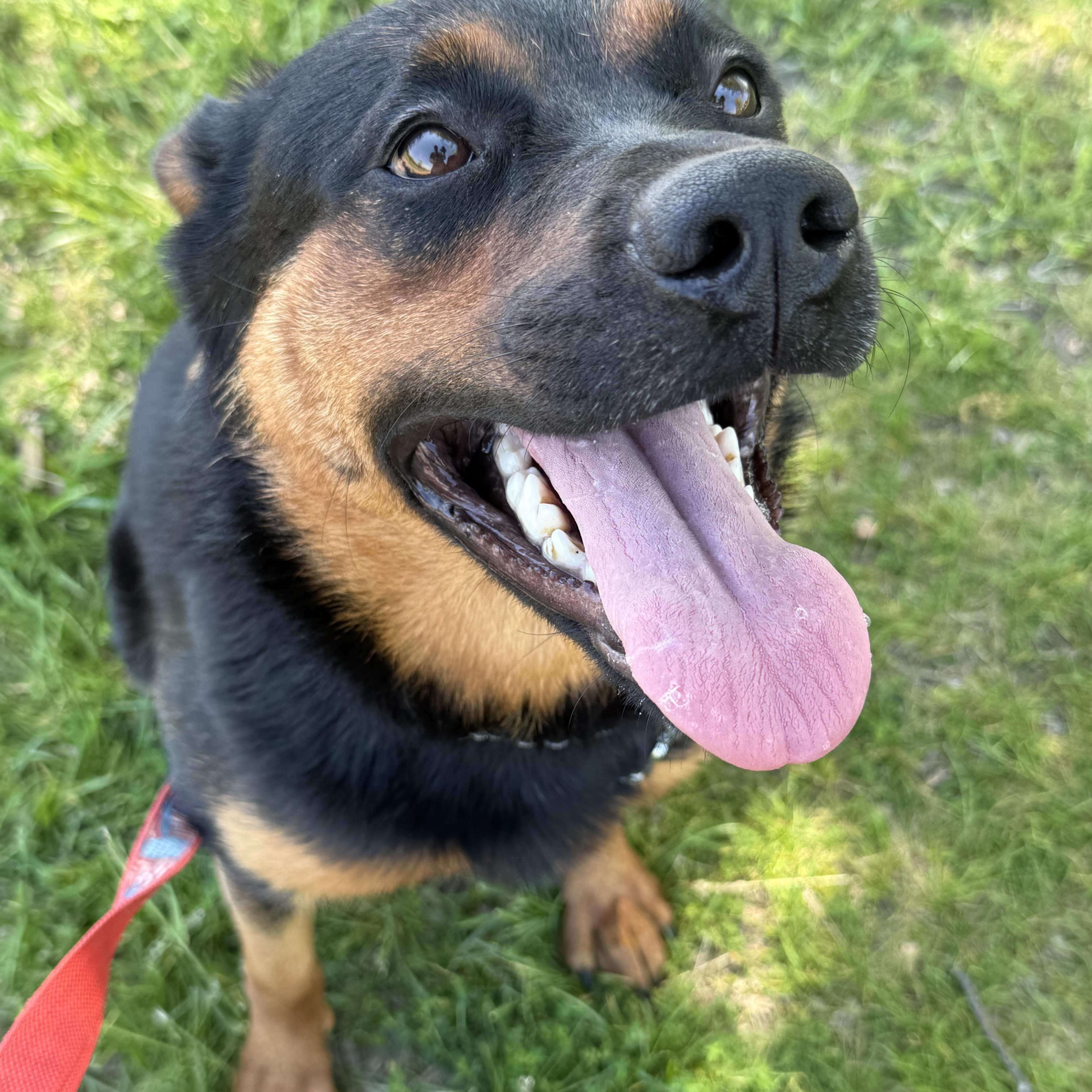 Enlarge Missy, a ADOPTABLE mixed breed in Milford, CT image 2/4