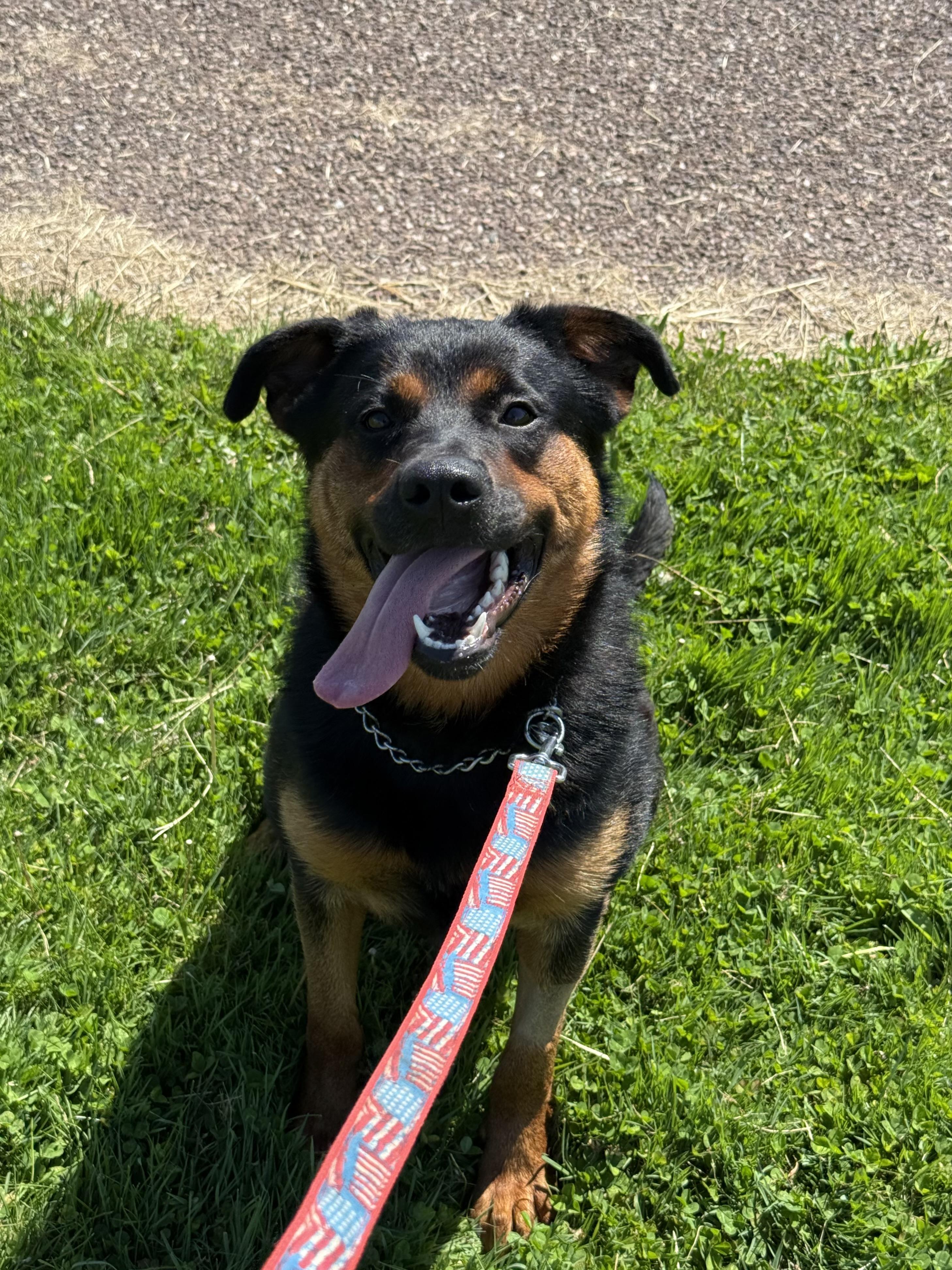 Enlarge Missy, a ADOPTABLE mixed breed in Milford, CT image 3/4