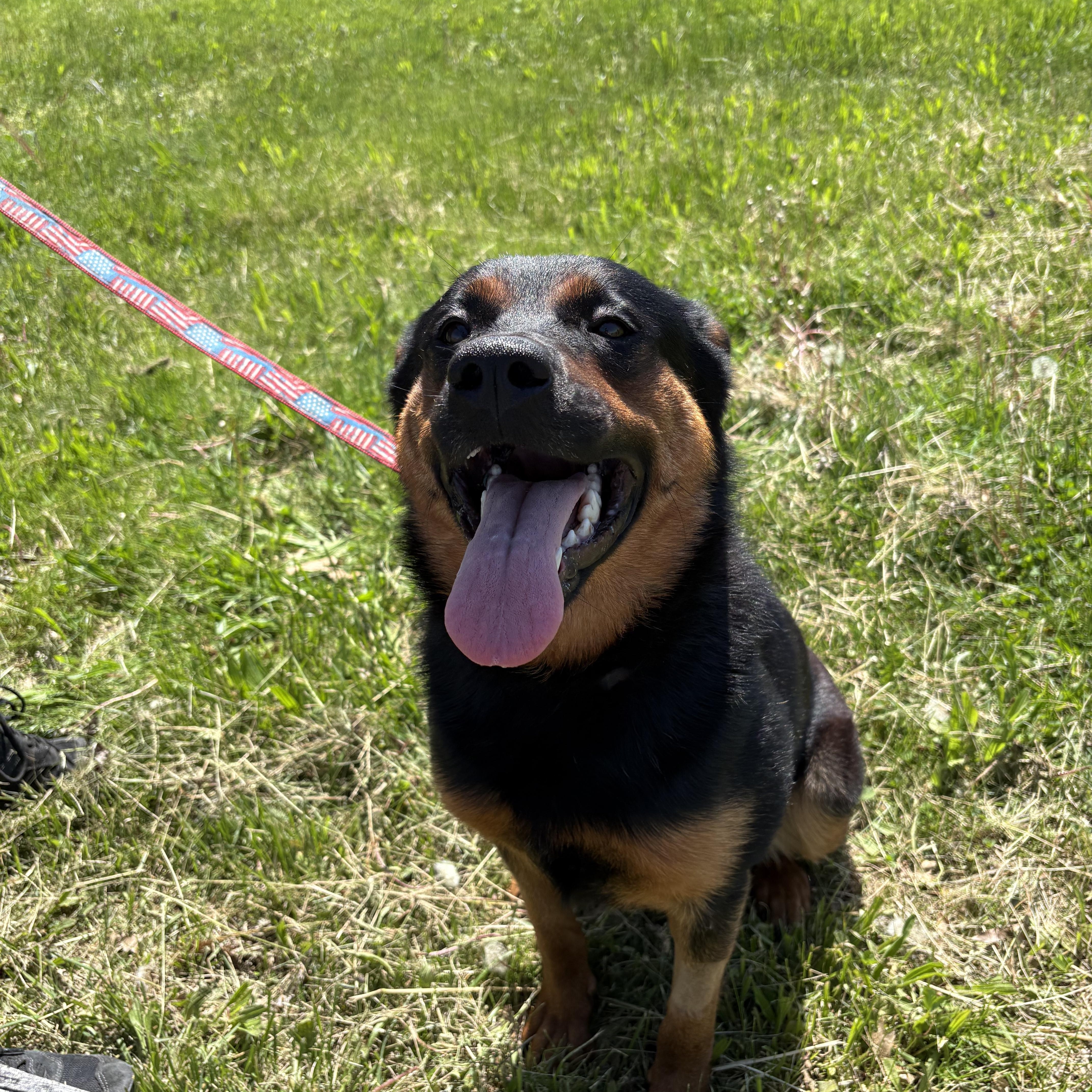 Enlarge Missy, a ADOPTABLE mixed breed in Milford, CT image 4/4