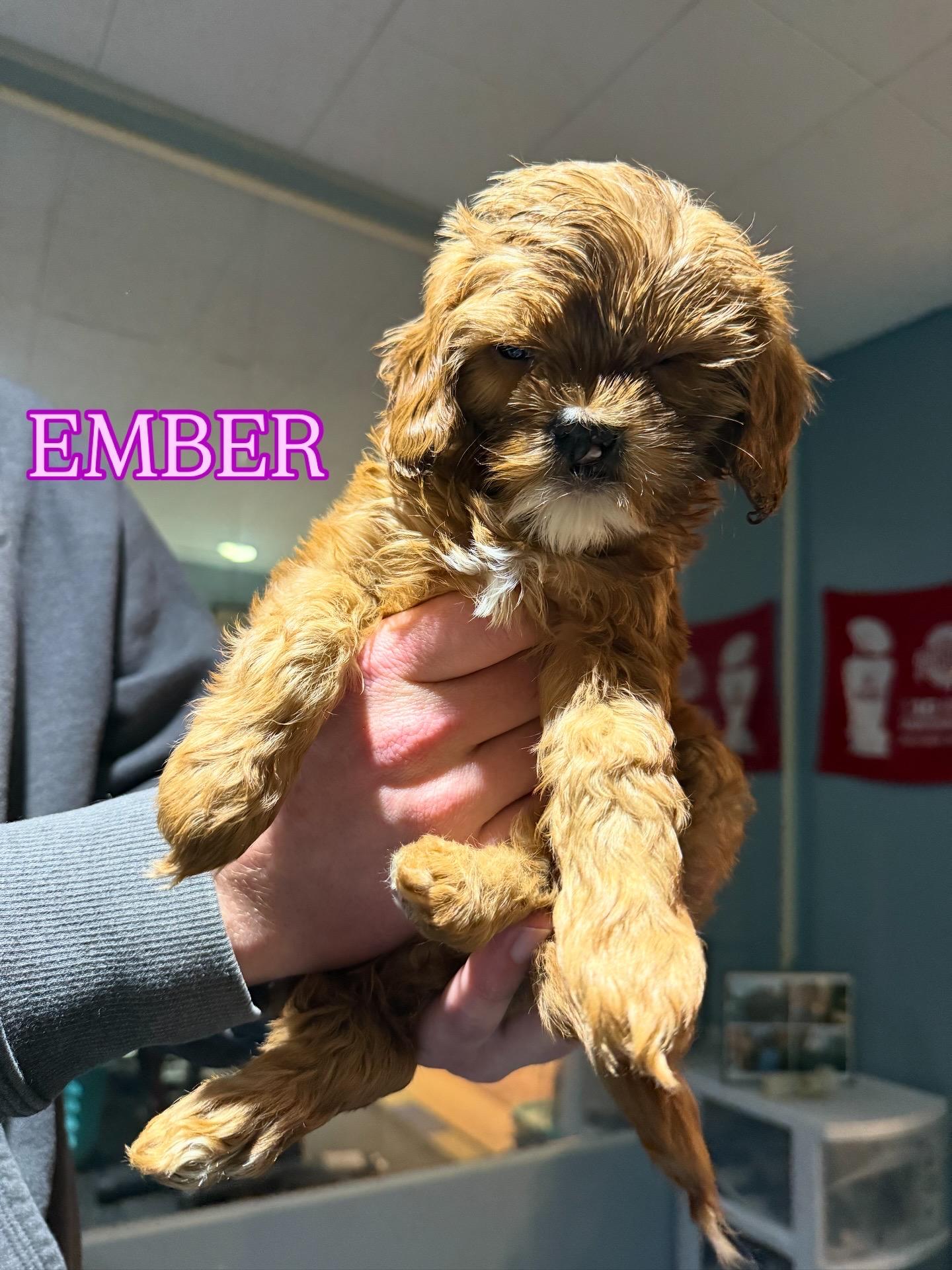 Ember, an adoptable Cavapoo in Lyndhurst, OH, 44124 | Photo Image 1