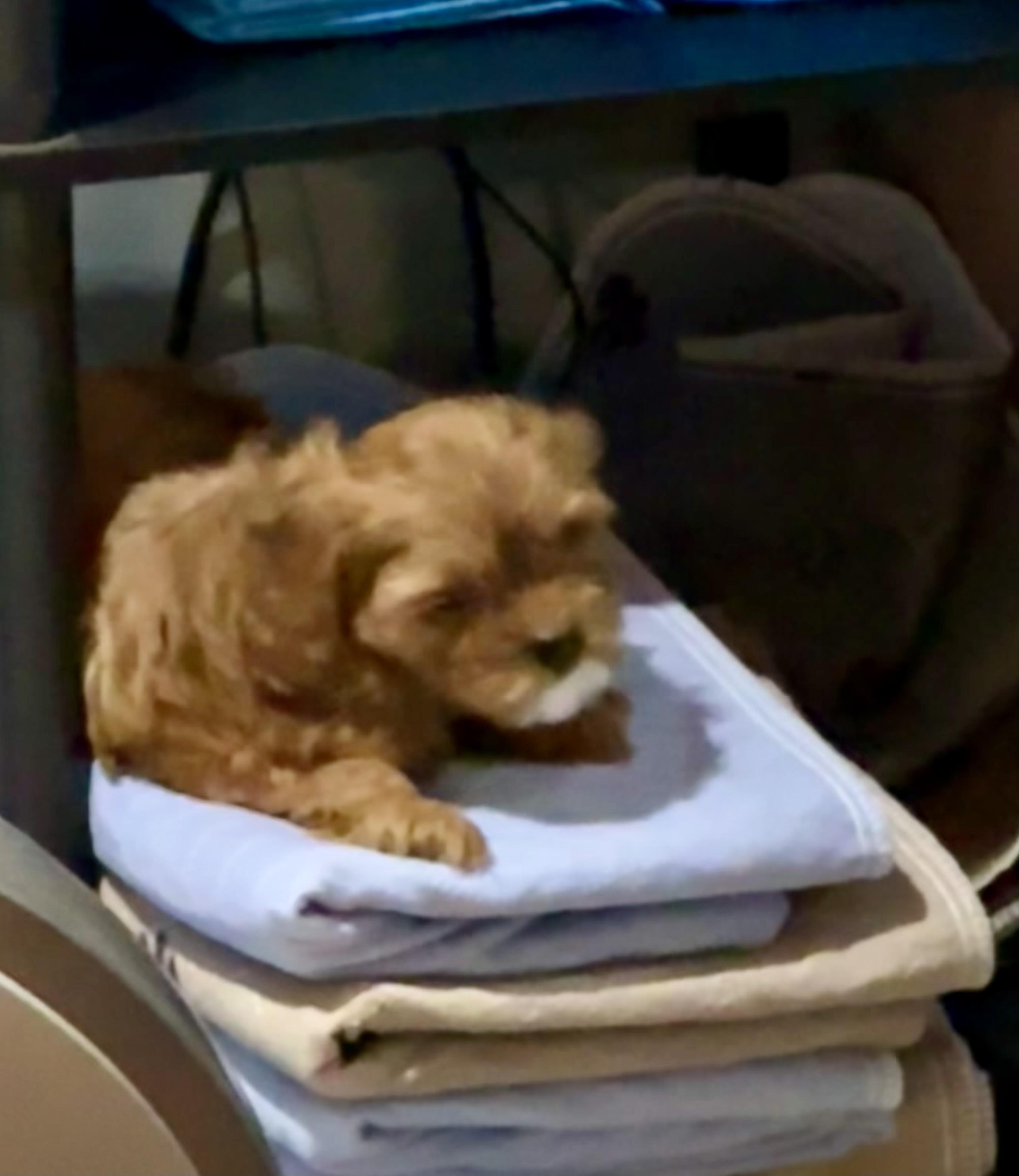 Ember, an adoptable Cavapoo in Lyndhurst, OH, 44124 | Photo Image 2