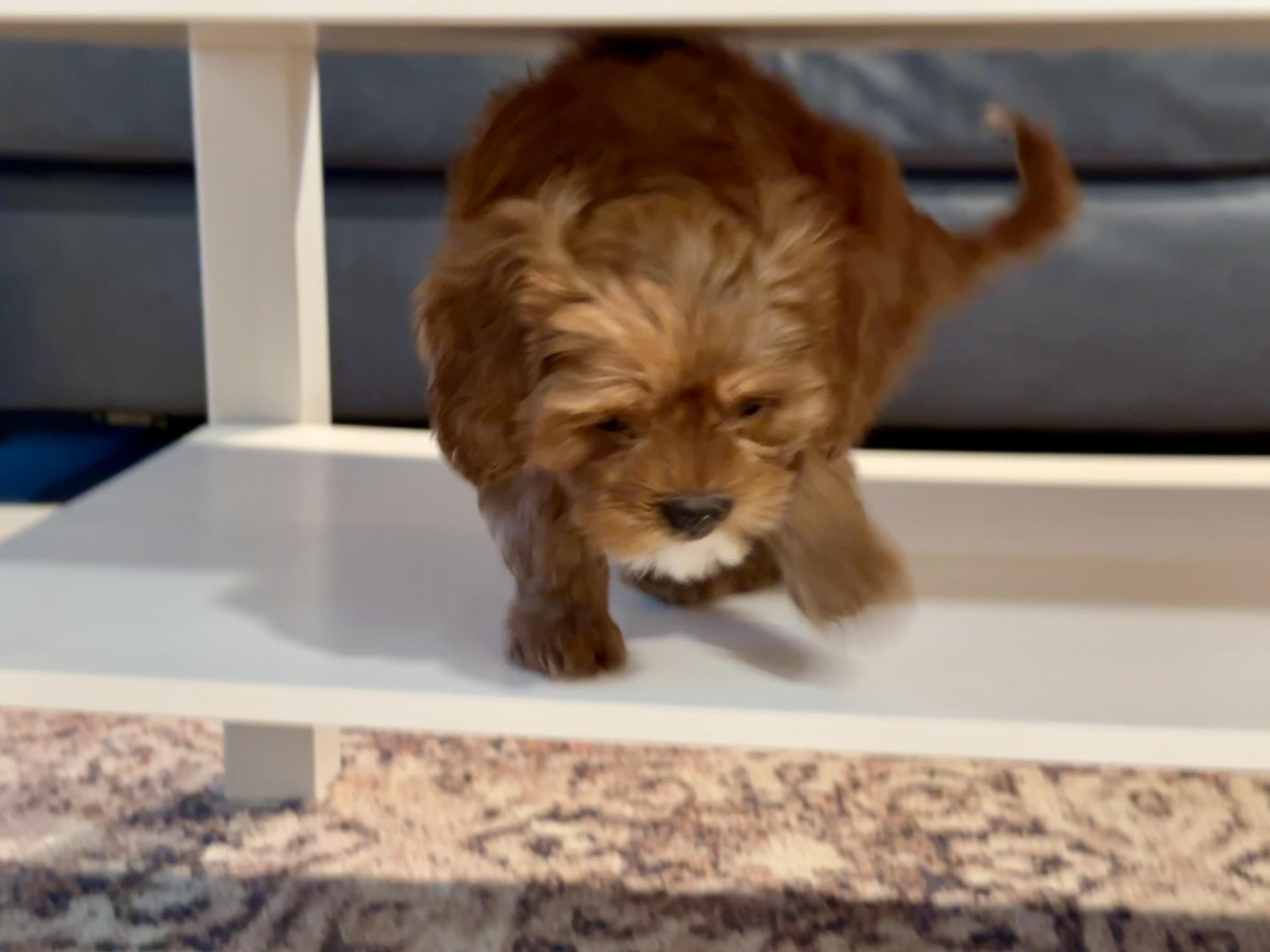 Ember, an adoptable Cavapoo in Lyndhurst, OH, 44124 | Photo Image 3