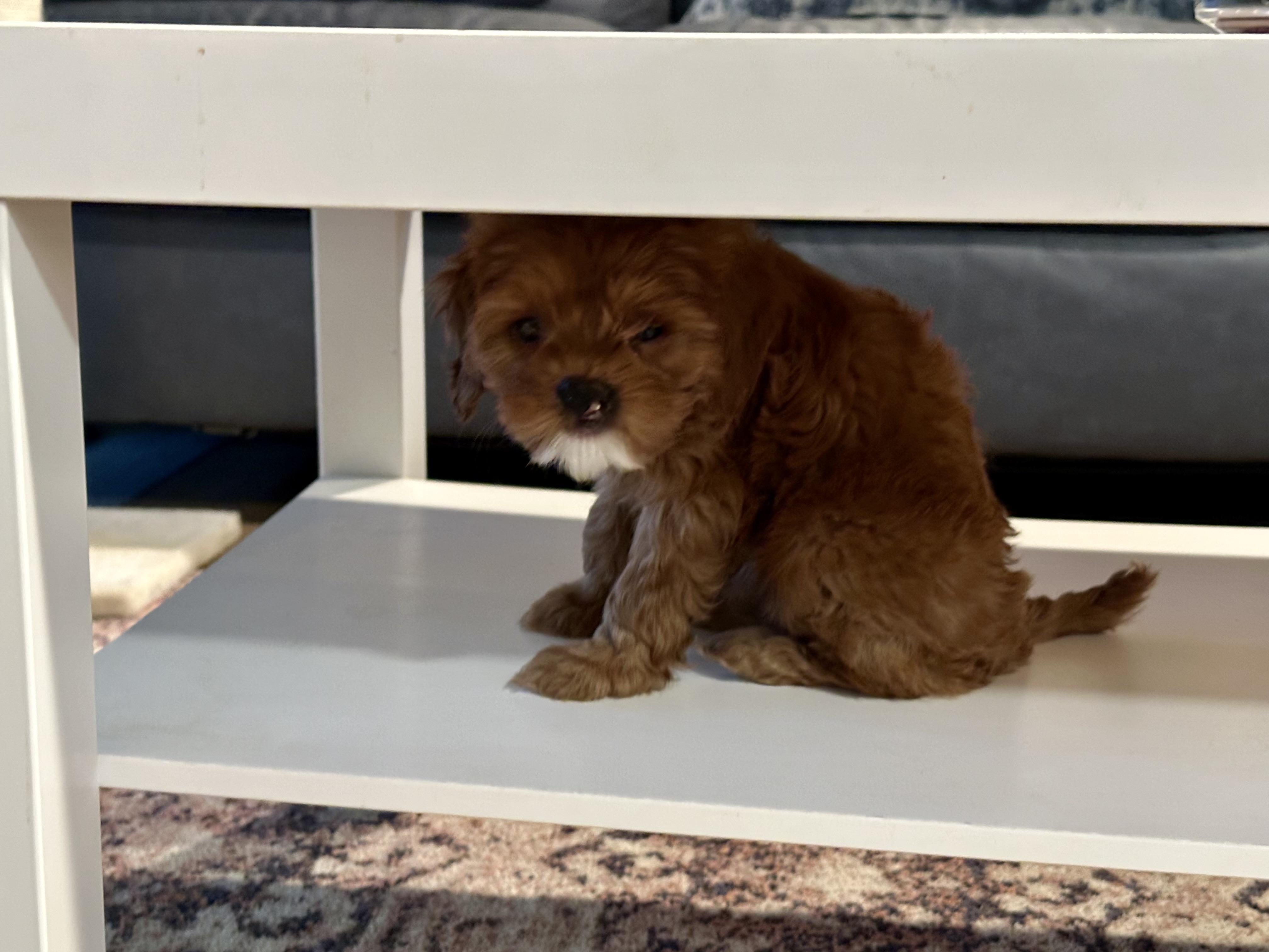 Ember, an adoptable Cavapoo in Lyndhurst, OH, 44124 | Photo Image 4